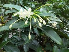 درخت گل سوزنی